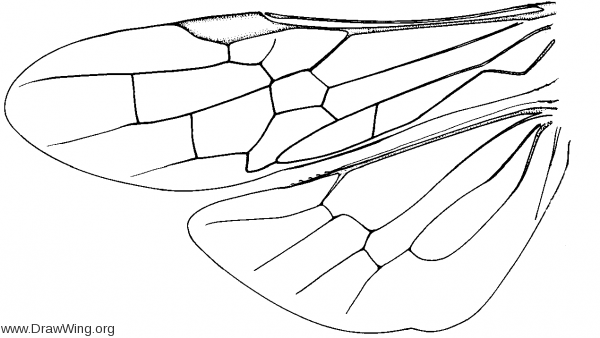 Anaxyelidae, wings