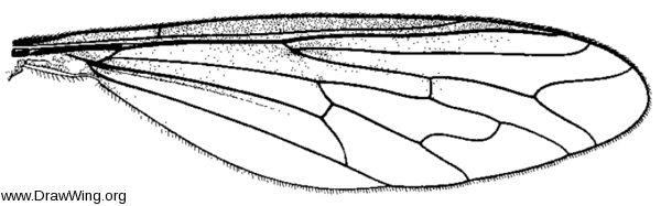 Systropus macer, wing