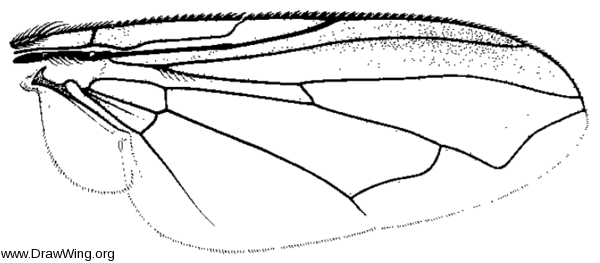 Chloroprocta fuscanipennis, wing