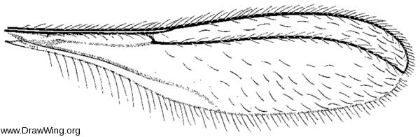 Isocolpodia graminis, wing