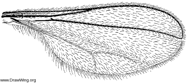 Contarinia schulzi, wing