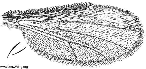Forcipomyia (Lasiohelea) fairfaxensis, wing