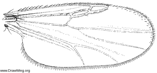 Ceratopogon culicoidithorax, wing