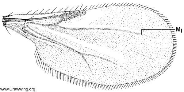 Rhynchohelea monilicornis, wing