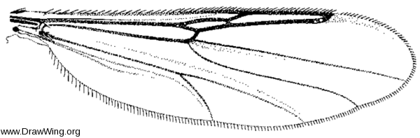 Palpomyia plebeia, wing