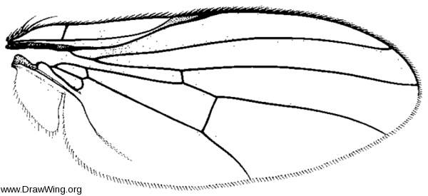 Lipoleucopis praecox, wing