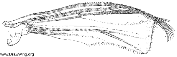 Corynocera, wing
