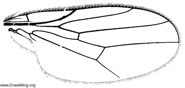 Aphanotrigonum scabrum, wing