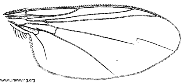 Asyndetus appendiculatus, wing