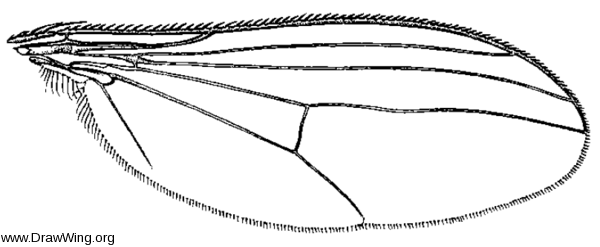 Gymnopternus spectabilis, wing