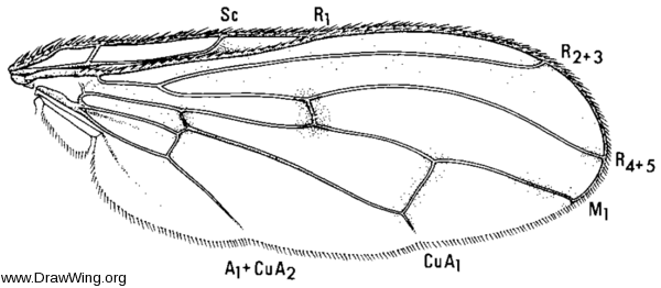 Dryomyza anilis, wing
