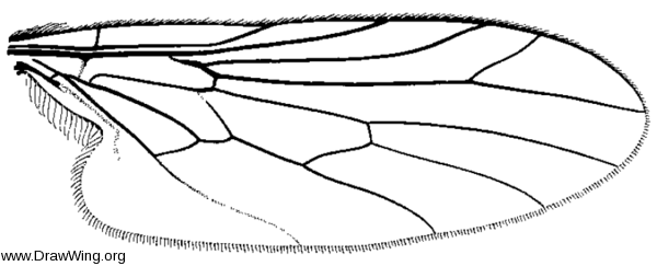 Hormopeza brevicornis, wing