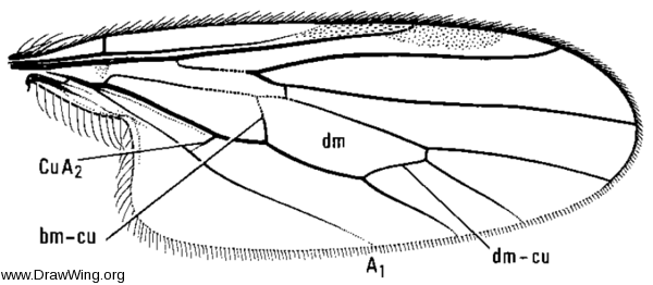Euthyneura bucinator, wing