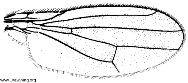 Eutaenionotum guttipennis, wing