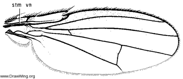 Paracoenia bisetosa, wing