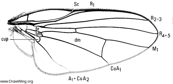 Lonchaea polita, wing