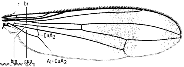 Rainieria antennaepes, wing