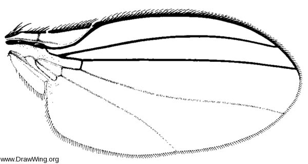 Paramyia nitens, wing