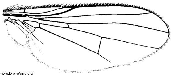 Euryomma peregrinum, wing