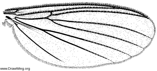 Epicypta scatophora, wing