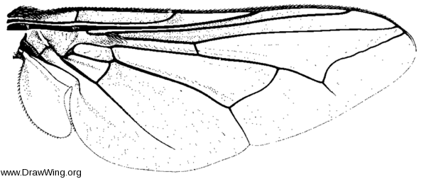 Cephenemyia trompe, wing