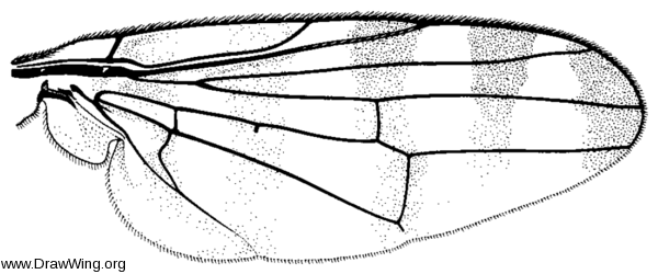 Pseudotephritina cribellum, wing