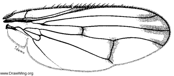 Neottiophilum praeustum, wing