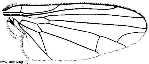 Polyporivora polypori, wing