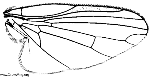 Penesymmetria umbrosa, wing