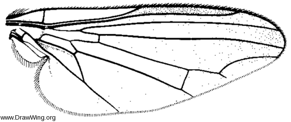 Calotarsa insignis, wing