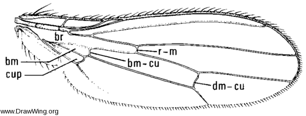 Colobaea americana, wing