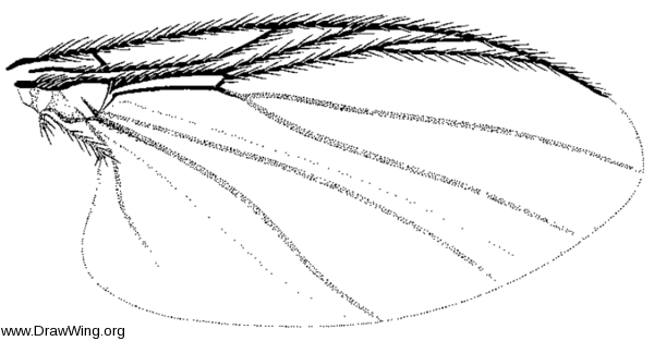Parasimulium (Astoneomyia) melanderi, wing