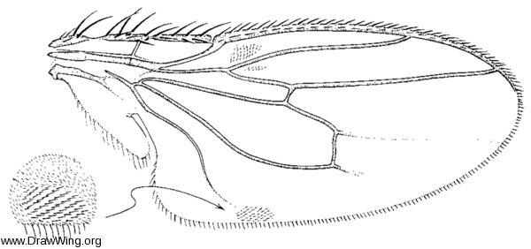 Coproica ferruginata, wing