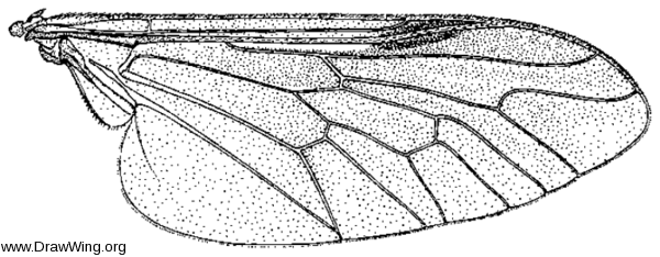 Neochrysops globosus, wing