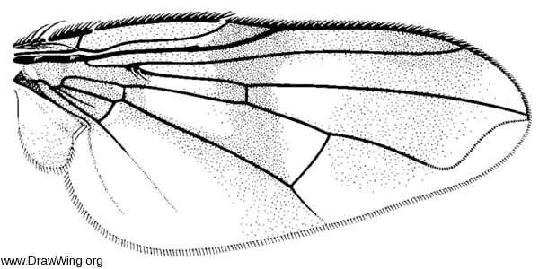 Oestrophasia signifera, wing