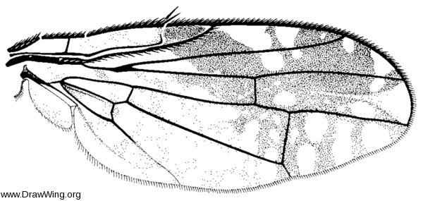 Tephritis subpura, wing