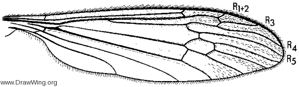 Lipsothrix nigrilinea, wing