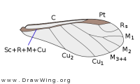 Aphidoidea, fore wing