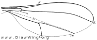 Cecidomyiidae, wing