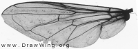 Cheilosia latifrons, wing