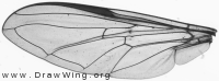 Dasysyrphus tricinctus, wing