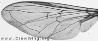 Eupeodes corollae, wing