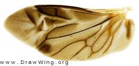 Wing of Iphiclus egensis