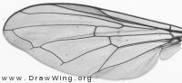 Melanostoma mellinum, wing