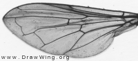 Pipizella viduata, wing