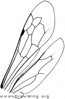 Pepsinae, wings