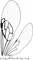 Proscoliinae, wings