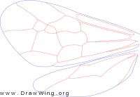 Trigonalyidae, wings