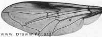 Xanthogramma pedissequum, wing