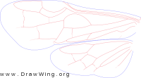 Blasticotomidae, wings
